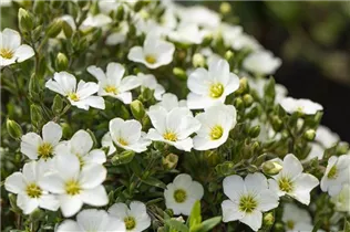 Arenaria montana 'Blizzard Compact' - Berg-Sandkraut 'Blizzard Compact'