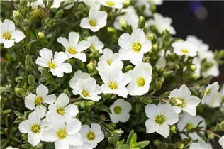 Arenaria montana 'Blizzard Compact' - Berg-Sandkraut 'Blizzard Compact'