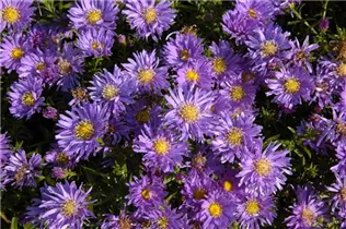 Aster dumosus 'Blaue Lagune' - Garten-Kissen-Aster 'Blaue Lagune'