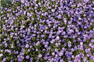 Aster dumosus 'Blaue Lagune' - Garten-Kissen-Aster 'Blaue Lagune'