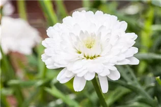 Argyranthemum 'Crazy Daisy' - Strauchmargerite 'Crazy Daisy' Argyranthemum 'Crazy Daisy' - Strauchmargerite 'Crazy Daisy'