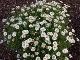 Argyranthemum 'Crazy Daisy' - Strauchmargerite 'Crazy Daisy' Argyranthemum 'Crazy Daisy' - Strauchmargerite 'Crazy Daisy'