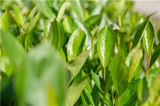 Aronia x prunifolia 'Nero' - Apfelbeere 'Nero' Aronia x prunifolia 'Nero' - Apfelbeere 'Nero'