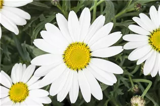 Argyranthemum frutescens 'Everest' - Strauchmargerite 'Everest'