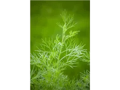 Artemisia abrotanum var. maritima - Coca-Cola-Strauch Artemisia abrotanum var. maritima - Coca-Cola-Strauch