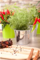 Artemisia abrotanum var. maritima - Coca-Cola-Strauch Artemisia abrotanum var. maritima - Coca-Cola-Strauch