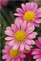 Argyranthemum frutescens 'LaRita'® - Argyranthemum frutescens 'LaRita'® Argyranthemum frutescens 'LaRita'® - Argyranthemum frutescens 'LaRita'®