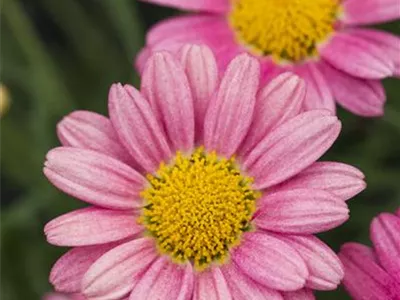 Argyranthemum frutescens 'LaRita'® - Argyranthemum frutescens 'LaRita'® Argyranthemum frutescens 'LaRita'® - Argyranthemum frutescens 'LaRita'®