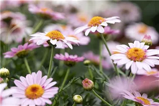 Argyranthemum frutescens 'LaRita'® - Argyranthemum frutescens 'LaRita'® Argyranthemum frutescens 'LaRita'® - Argyranthemum frutescens 'LaRita'®