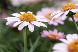 Argyranthemum frutescens 'LaRita'® - Argyranthemum frutescens 'LaRita'® Argyranthemum frutescens 'LaRita'® - Argyranthemum frutescens 'LaRita'®