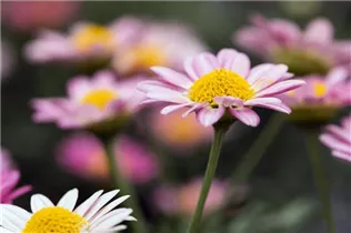 Argyranthemum frutescens 'LaRita'® - Argyranthemum frutescens 'LaRita'® Argyranthemum frutescens 'LaRita'® - Argyranthemum frutescens 'LaRita'®