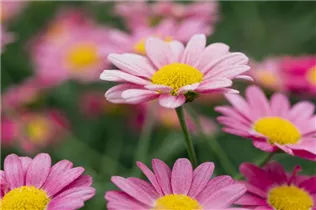 Argyranthemum frutescens 'LaRita'® - Argyranthemum frutescens 'LaRita'® Argyranthemum frutescens 'LaRita'® - Argyranthemum frutescens 'LaRita'®