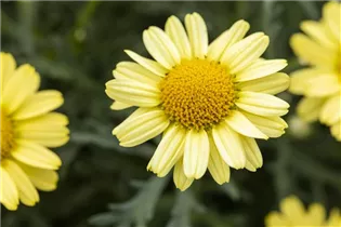 Argyranthemum frutescens 'LaRita'® - Argyranthemum frutescens 'LaRita'® Argyranthemum frutescens 'LaRita'® - Argyranthemum frutescens 'LaRita'®