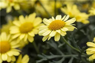 Argyranthemum frutescens 'LaRita'® - Argyranthemum frutescens 'LaRita'® Argyranthemum frutescens 'LaRita'® - Argyranthemum frutescens 'LaRita'®