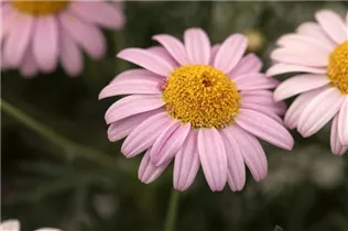 Argyranthemum frutescens 'LaRita'® - Argyranthemum frutescens 'LaRita'® Argyranthemum frutescens 'LaRita'® - Argyranthemum frutescens 'LaRita'®