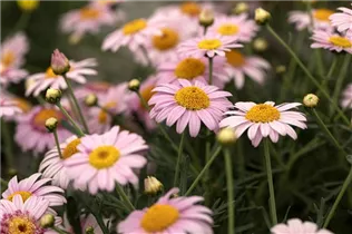 Argyranthemum frutescens 'LaRita'® - Argyranthemum frutescens 'LaRita'® Argyranthemum frutescens 'LaRita'® - Argyranthemum frutescens 'LaRita'®