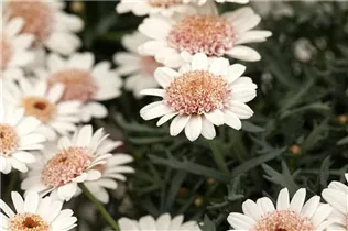 Argyranthemum frutescens 'LaRita'® - Argyranthemum frutescens 'LaRita'® Argyranthemum frutescens 'LaRita'® - Argyranthemum frutescens 'LaRita'®