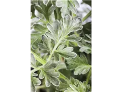 Artemisia absinthium - Echter Wermut Artemisia absinthium - Echter Wermut