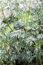 Artemisia absinthium - Echter Wermut Artemisia absinthium - Echter Wermut