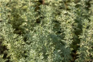 Artemisia absinthium - Echter Wermut Artemisia absinthium - Echter Wermut