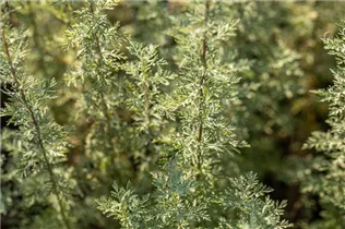 Artemisia absinthium - Echter Wermut Artemisia absinthium - Echter Wermut