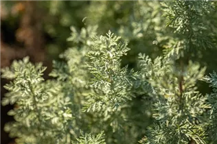 Artemisia absinthium - Echter Wermut Artemisia absinthium - Echter Wermut