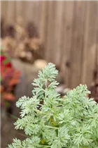 Artemisia absinthium - Echter Wermut Artemisia absinthium - Echter Wermut