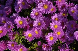 Aster dumosus 'Kassel' - Garten-Kissen-Aster 'Kassel'