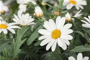 Argyranthemum frutescens 'Maja Bofinger' - Strauchmargerite 'Maja Bofinger'