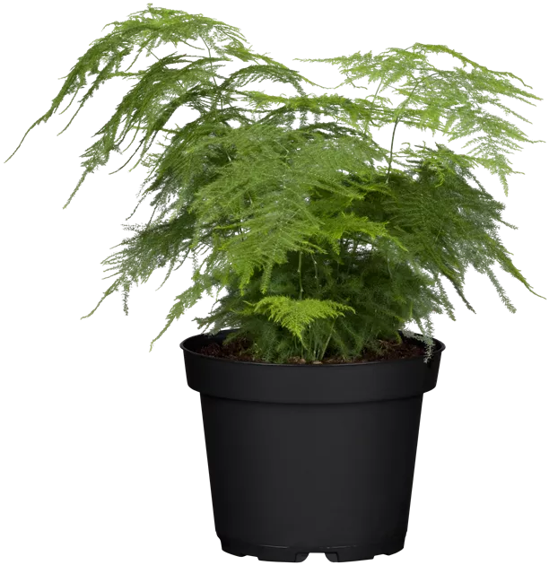 korbmarante gre Groe Calathea Medallion kaufen  Green Me Up