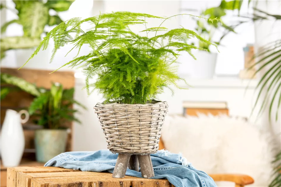 schattengewächs zimmerpflanze Kaufen Sie jetzt Zimmerpflanze Schattenpflanze Calathea 'White Star' inkl.  Weidenkorb, natürlich main image 0