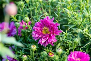 Aster dumosus 'Pink Topas' - Garten-Kissen-Aster 'Pink Topas'