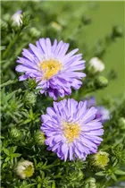 Aster dumosus 'Prof. Anton Kippenberg' - Garten-Kissen-Aster 'Prof. Anton Kippenberg'