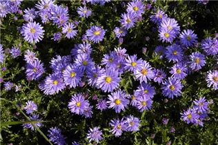 Aster dumosus 'Prof. Anton Kippenberg' - Garten-Kissen-Aster 'Prof. Anton Kippenberg'