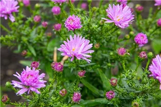 Aster dumosus 'Prof. Anton Kippenberg' - Garten-Kissen-Aster 'Prof. Anton Kippenberg'