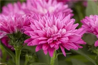 Aster dumosus 'Rose Crystal' - Garten-Kissen-Aster 'Rose Crystal'