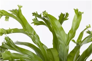 Asplenium nidus 'Amy' - Nestfarn 'Amy' Asplenium nidus 'Amy' - Nestfarn 'Amy'