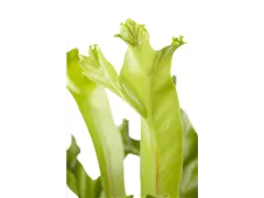 Asplenium antiquum 'Leslie' - Nestfarn 'Leslie' Asplenium antiquum 'Leslie' - Nestfarn 'Leslie'