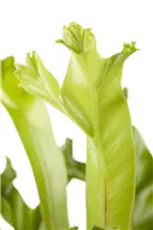 Asplenium antiquum 'Leslie' - Nestfarn 'Leslie' Asplenium antiquum 'Leslie' - Nestfarn 'Leslie'