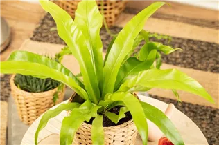 Asplenium antiquum 'Leslie' - Nestfarn 'Leslie' Asplenium antiquum 'Leslie' - Nestfarn 'Leslie'