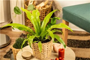 Asplenium antiquum 'Leslie' - Nestfarn 'Leslie' Asplenium antiquum 'Leslie' - Nestfarn 'Leslie'