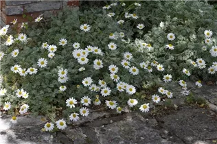 Argyranthemum frutescens, weiß - Strauchmargerite Argyranthemum frutescens, weiß - Strauchmargerite
