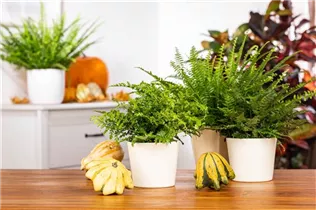 Asplenium dimorphum 'Parvati' - Streifenfarn 'Parvati' Asplenium dimorphum 'Parvati' - Streifenfarn 'Parvati'