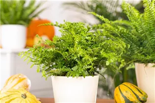 Asplenium dimorphum 'Parvati' - Streifenfarn 'Parvati' Asplenium dimorphum 'Parvati' - Streifenfarn 'Parvati'