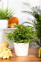 Asplenium dimorphum 'Parvati' - Streifenfarn 'Parvati' Asplenium dimorphum 'Parvati' - Streifenfarn 'Parvati'