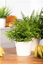 Asplenium dimorphum 'Parvati' - Streifenfarn 'Parvati' Asplenium dimorphum 'Parvati' - Streifenfarn 'Parvati'