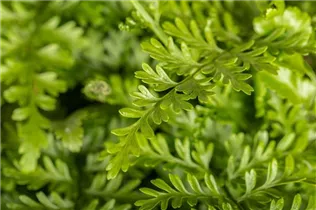 Asplenium dimorphum 'Parvati' - Streifenfarn 'Parvati' Asplenium dimorphum 'Parvati' - Streifenfarn 'Parvati'