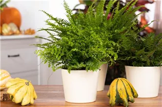 Asplenium dimorphum 'Parvati' - Streifenfarn 'Parvati' Asplenium dimorphum 'Parvati' - Streifenfarn 'Parvati'