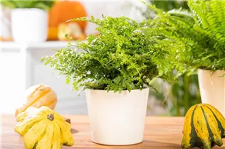 Asplenium dimorphum 'Parvati' - Streifenfarn 'Parvati' Asplenium dimorphum 'Parvati' - Streifenfarn 'Parvati'