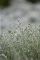 Artemisia schmidtiana 'Silver Mound' - Garten-Beifuß 'Silver Mound'